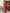 NOZ2TOZ Women's Cotton Pink Printed Ready to Wear With Blouse Piece - Distacart