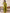 NOZ2TOZ Women's Cotton Olive Printed Ready to Wear With Blouse Piece - Distacart