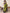 NOZ2TOZ Women's Cotton Olive Printed Ready to Wear With Blouse Piece - Distacart