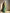 Evanik Rama Shaded Fendy Silk wedding and partywear Saree with Blouse