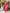 The52 Women's Gorgeous Viscose Embroidery work Straight Kurta with Pant and Dupatta Set