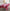 Airwill 100% Cotton Checkered Pattern 4 Seater Square Table Cover - Red & Pink - Distacart