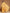 Janasya Yellow Linen Blend Patola Jacquard Saree