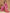 Janasya Pink Silk Blend Ethnic Motifs Jacquard Saree