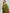 Janasya Mehndi Green Silk Blend Bandhani Printed Saree