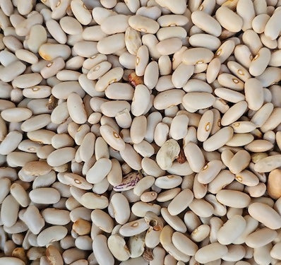 HimalayanWhitesafedrajmakidneybe