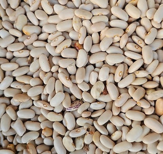 HimalayanWhitesafedrajmakidneybe