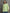 Lyush Women Green & White Stripes Gold Buttons Oversized Shirt