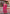 Aarshi Fashions Dark Pink Palazzo Wedding Suit