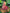 Malishka Muslin Cotton With Mirror Work Navratri Special Lehenga Choli Set - Multi