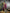 Sonakshi Women's Wine Banarasi Silk Zari Woven Traditional Saree with Blouse