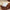 Sri Rudra Blowing Shank Big (SR 03095) - Distacart