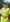 ECDCJAMDANILACEParrotGreen