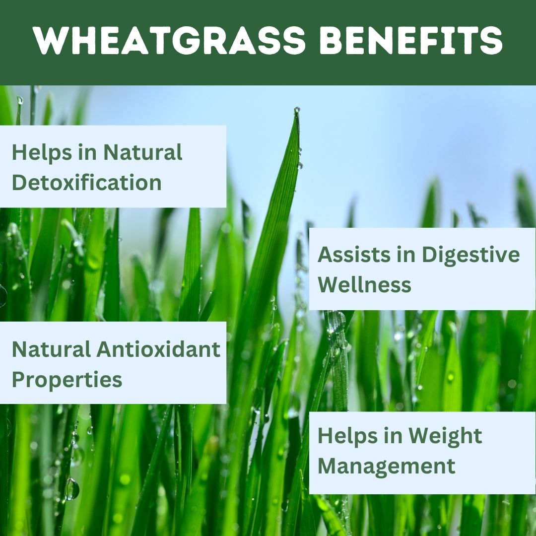 Herbal Hills Ayurveda Wheatgrass Tablets - Distacart