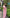 Pink Poly Chiffon Ethnic Motifs Saree with Unstitched Blouse - A2M