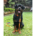 Thumbnail for Waggety Dog Leash - Durable Orange Polyester, Length - 5Ft, Comfortable Grip, Stylish Pet Leash for Dogs