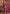 Vegaa Fashion Purple Soft Georgette Sequence Work Saree