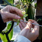 Thumbnail for confect vanilla beans 10 pods 44 50 gms