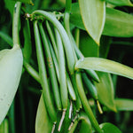 Thumbnail for confect vanilla beans 10 pods 44 50 gms
