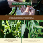 Thumbnail for confect vanilla beans 10 pods 44 50 gms