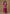 Vegaa Fashion Pink Chinon Silk Embroidered Palazzo Suit