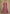 Vegaa Fashion Pink Real Georgette Embroidered Anarkali Suit