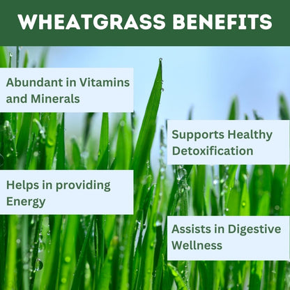 Herbal Hills Wheat-O-Power Wheatgrass Powder - Distacart