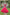 Evanik Navratri Pink Roamn Fabric With Kutchi Work Koti Style Blouse Stitched Lehenga Choli
