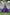 Evanik Navratri Purple Roamn Fabric With Kutchi Work Koti Style Blouse Stitched Lehenga Choli