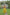Evanik Navratri Parrot Roamn Fabric With Kutchi Work Koti Style Blouse Stitched Lehenga Choli