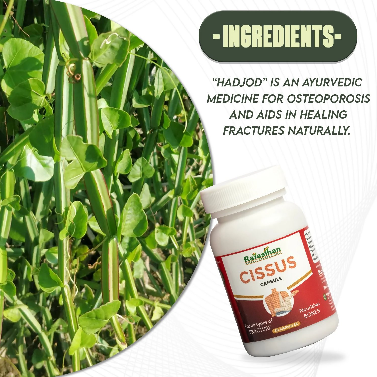 Rajasthan Herbals Cissus Capsules