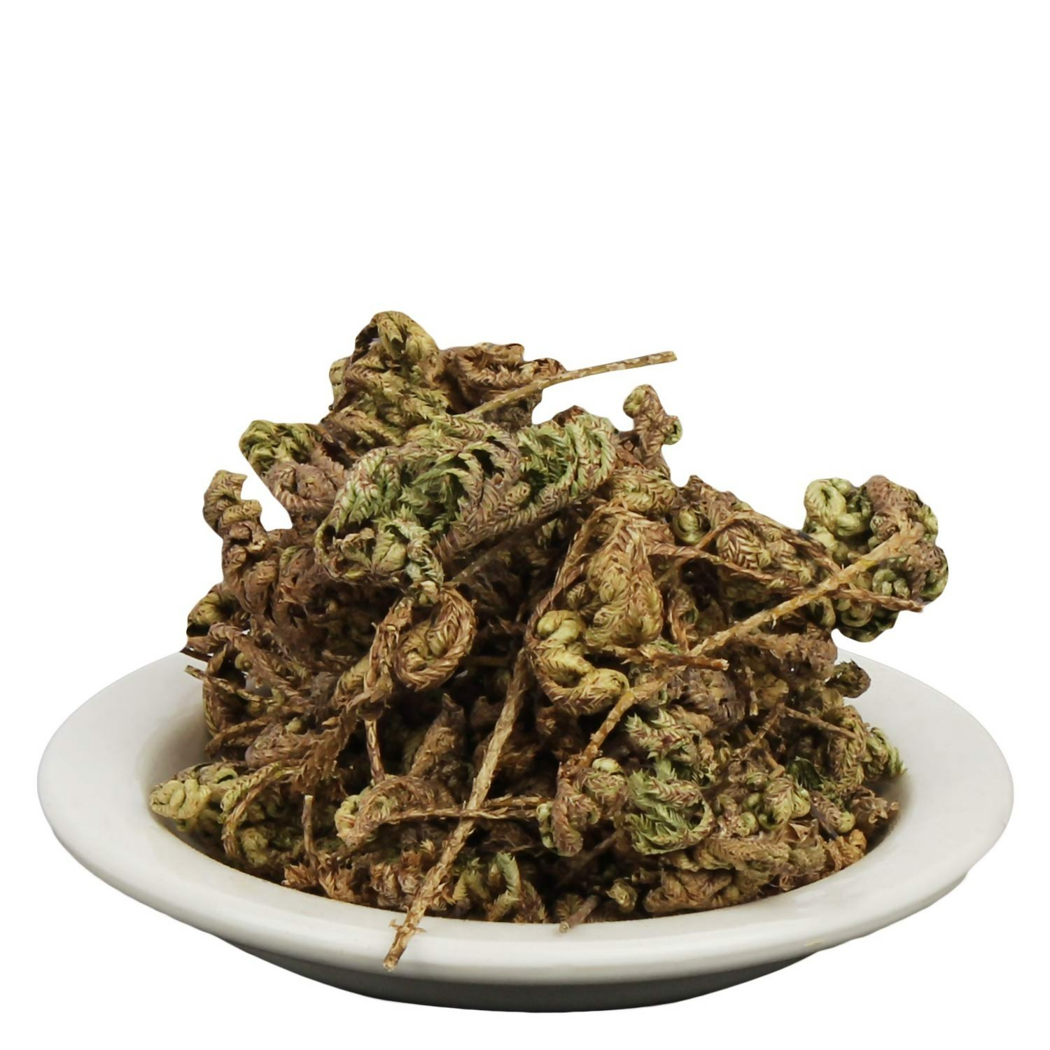 Yuvika Laxman Booti - Lakshman Booti - Selaginella Bryopteris - Guma