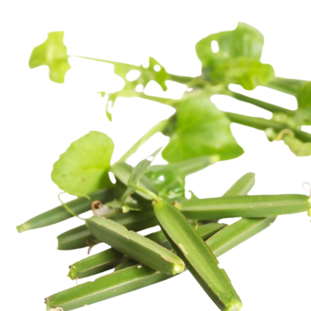 Nxtgen Ayurveda Hadjod Powder