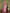 Astita Linen Cotton Pink Saree