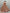 Jyoti Fashion Women's Peach Bridal Net Fancy Dori & Multi Thread Embroidered with Zircon Diamond Work Wedding Lehenga Choli - Distacart