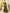 Joban Fashion Olive Green & Golden Silk Blend Embroidery Saree