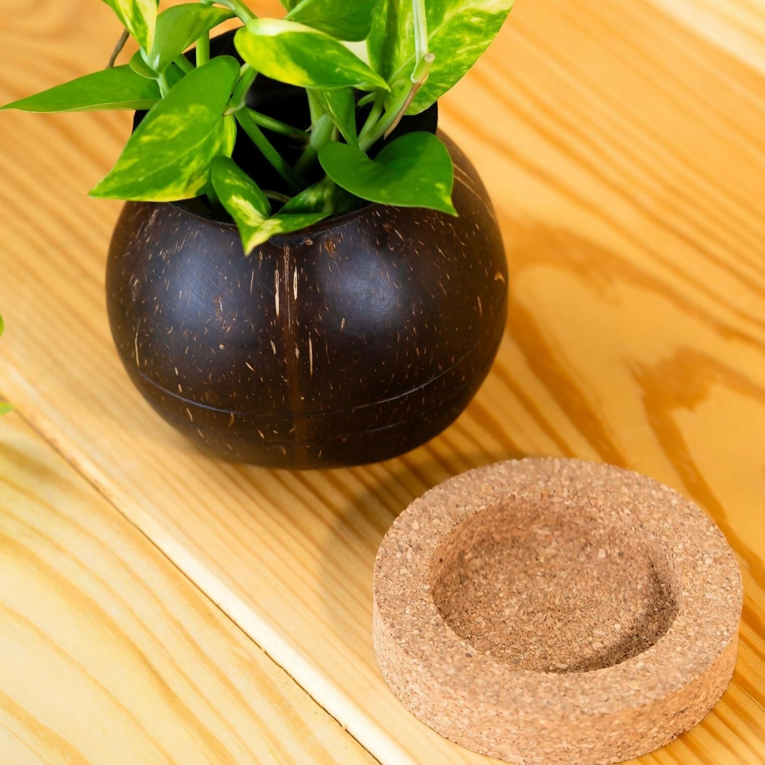 Thenga Handmade Coconut Shell Planter Pot with Cork Tray - Dista