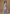Vegaa Fashion Lavender Chinon Silk Embroidered Deiigner Palazzo Suit