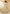 Vegaa Fashion Off White Net Thread Work Wedding Lehenga
