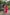 Jyoti Fashion Women's Pink Faux Blooming Butti Work Kurta with Trouser & Dupatta - Distacart