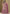 Vegaa Fashion Onion Pink Art Silk Embroidered Lehenga Style Suit