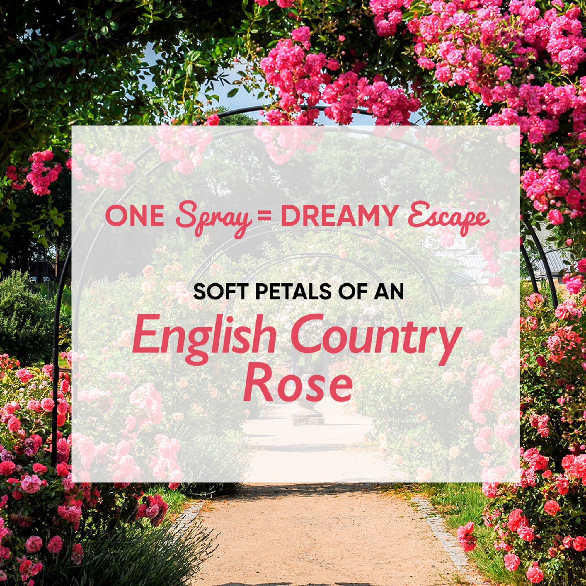 Wanderlust Fragrance Mist For Her - Country Rose - Distacart