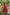 Jyoti Fashion Women's Rani Pink Cotton Silk Heavy Digital Printed Kurta Plazo Set - Distacart