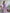 Anouk Lavender Embellished Sequinned Organza Saree - Distacart