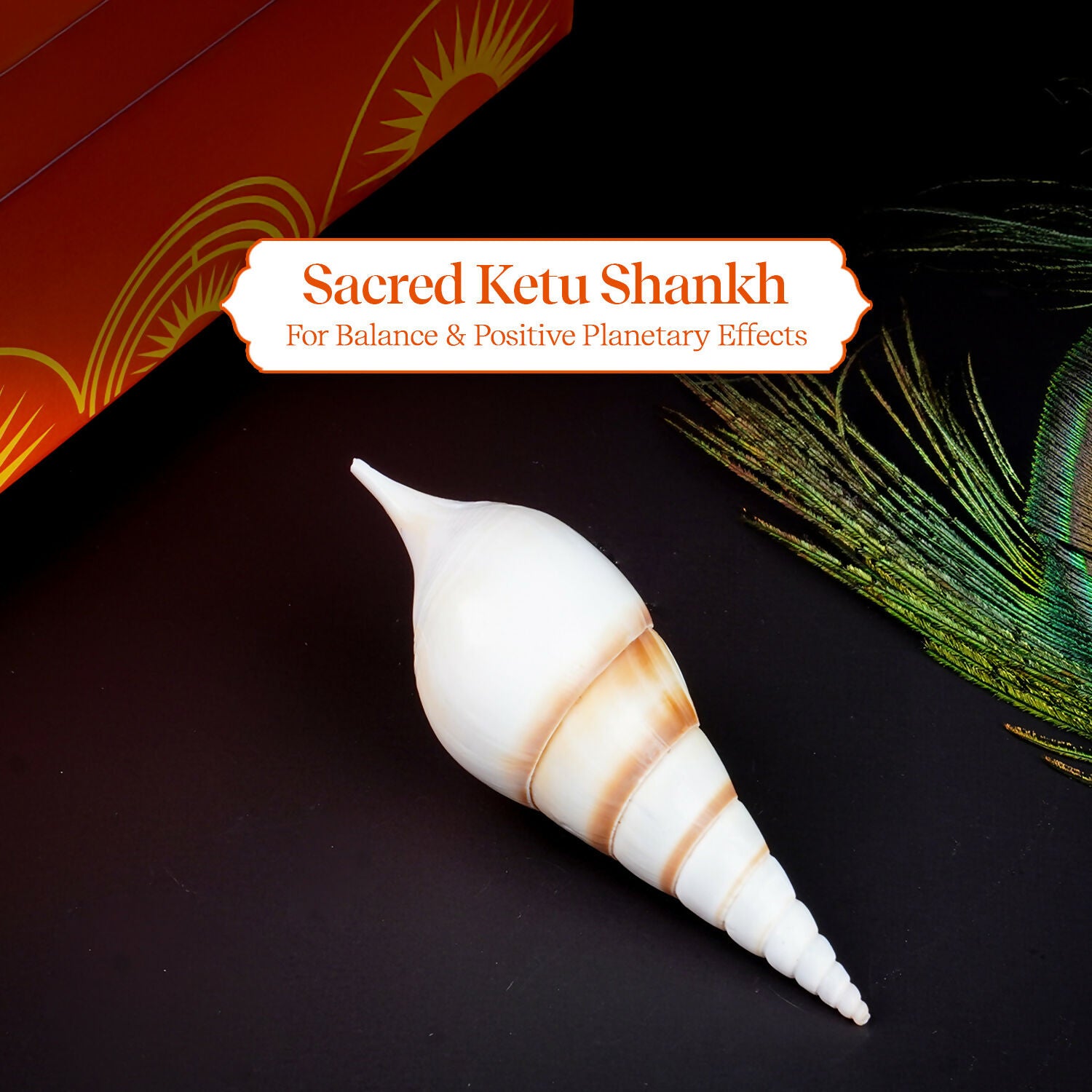 Pujashree Ketu Shankh – Navagraha Conch For Ketu Dosha Remedies & Puja - Dista