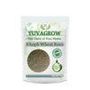 Image 1 of 1 kg for the product Yuvagrow Khapli Wheat Rava