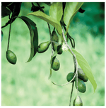 Thumbnail for Minature Himaj Tablet