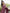 Anouk Geometric Printed Regular Pure Cotton Straight Kurta With Trousers & With Dupatta