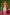 Jyoti Fashion Women's Red Soft Handloom Silk Zari Woven Saree with Blouse - Distacart
