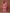 Yufta Cotton Pink Printed Co-Ord Set